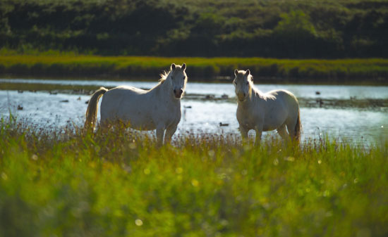 Horses grazing at Aberffraw by Paul Mattock
